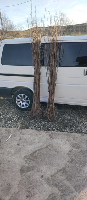 Puieți salcâm frasin tei fag carpen stejar mesteacăn plop brad molid