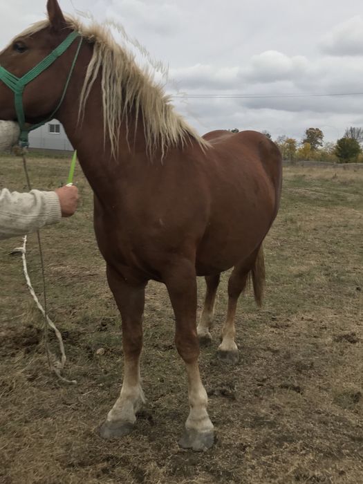 Iapa de vanzare are 4 ani