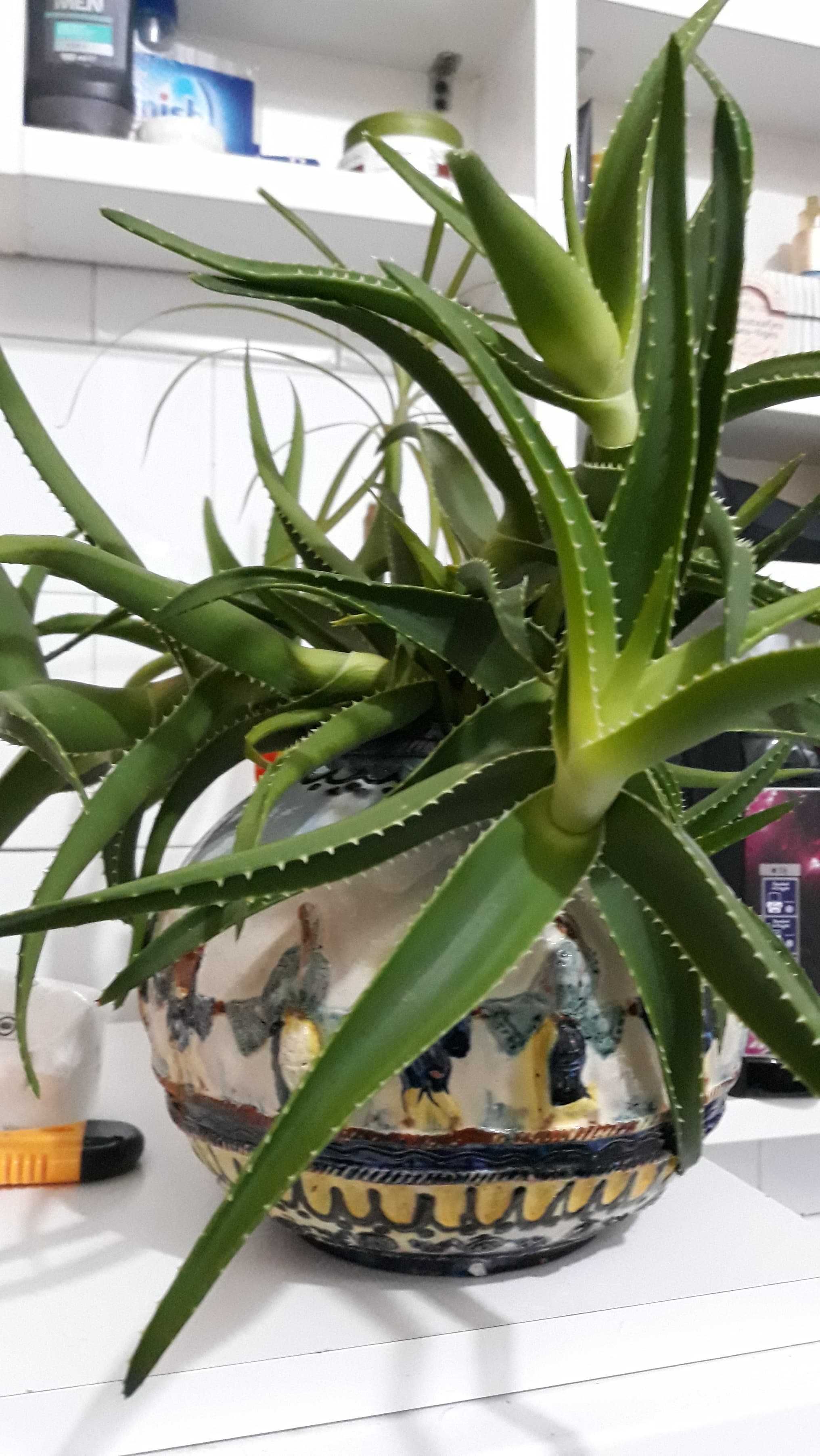 Plante de Aloe vera,din planta Mama de 9 ani.