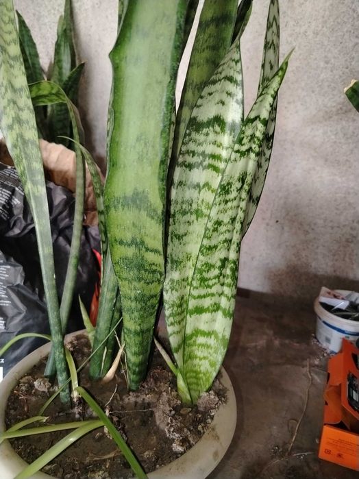 Комнатные растения украсят Большое разнообразие