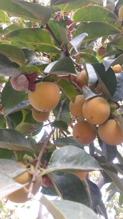 Sariq xurmo maydaroq