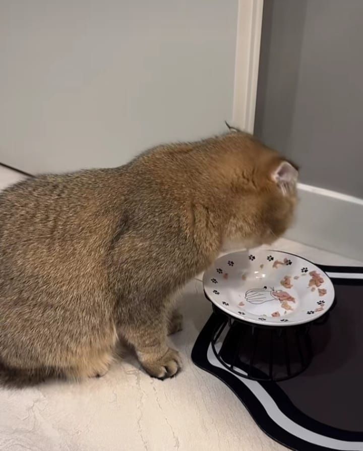 Передержка кошек и котов