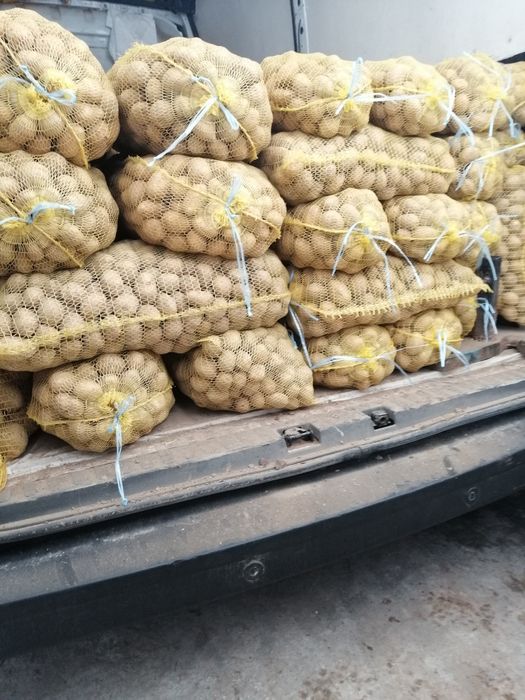 Картофи Семе Сорт Сорая