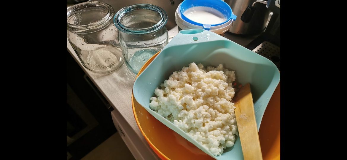 Млечна кефирна гъба
