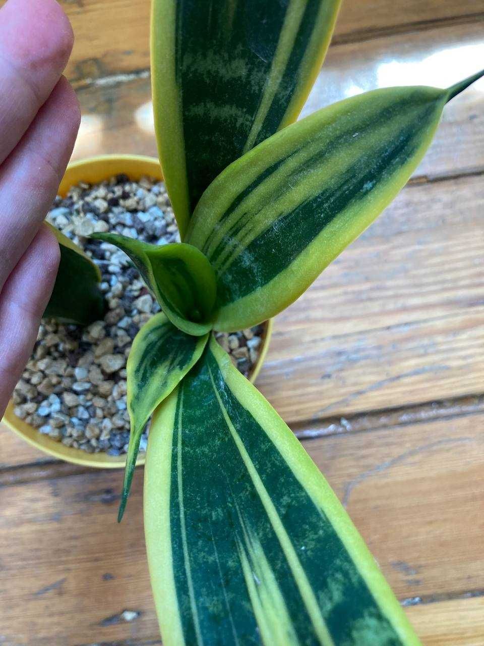 Сансевиерия Голден Флейм (Sansevieria Golden Flame)