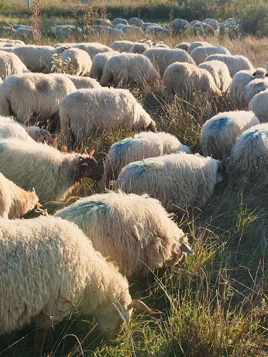 Vand 140 de oi Ratka majoritatea, și metis