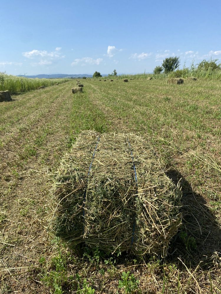 Vând baloți de lucernă