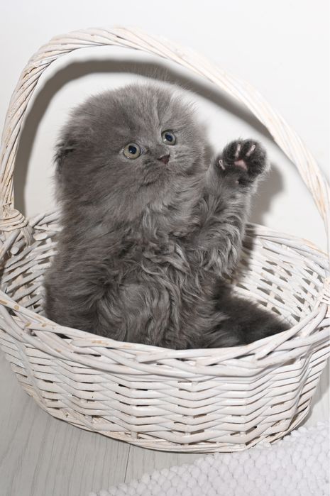 Шотландские котята