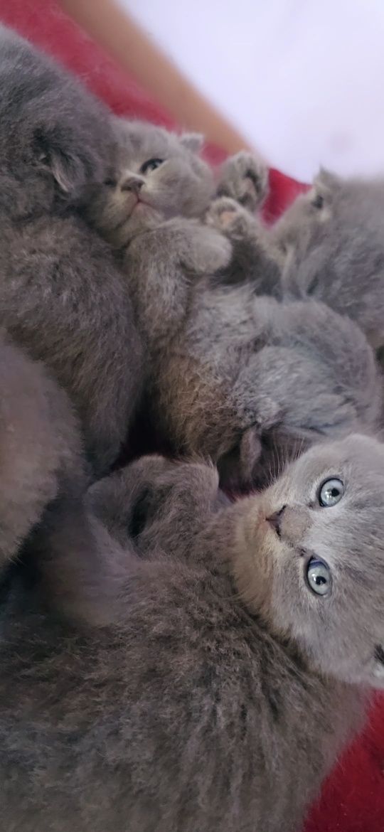 Продаются котята