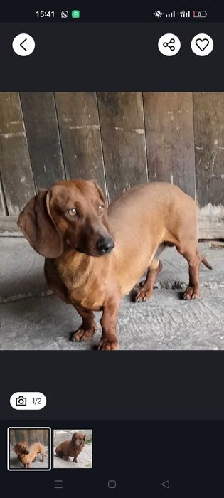 Продам Щенят Таксы