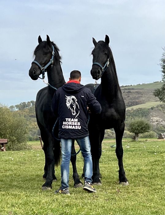 Armasari Friesian pereche Frizian