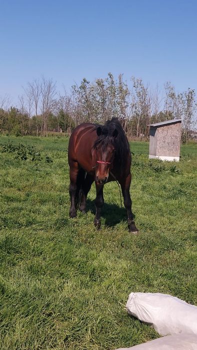 Vând armăsar de 5 ani