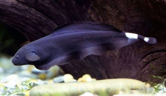 Peste de acvariu 50cm peste cutit ghost knife fish