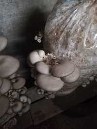 Ciuperci pleurotus