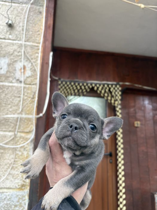 Френски Булдоци сини и блу тен