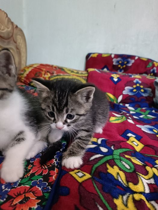 Домашние котенок