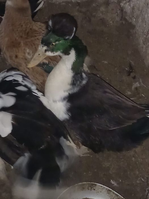 Ratoi mascul motat de vanzare