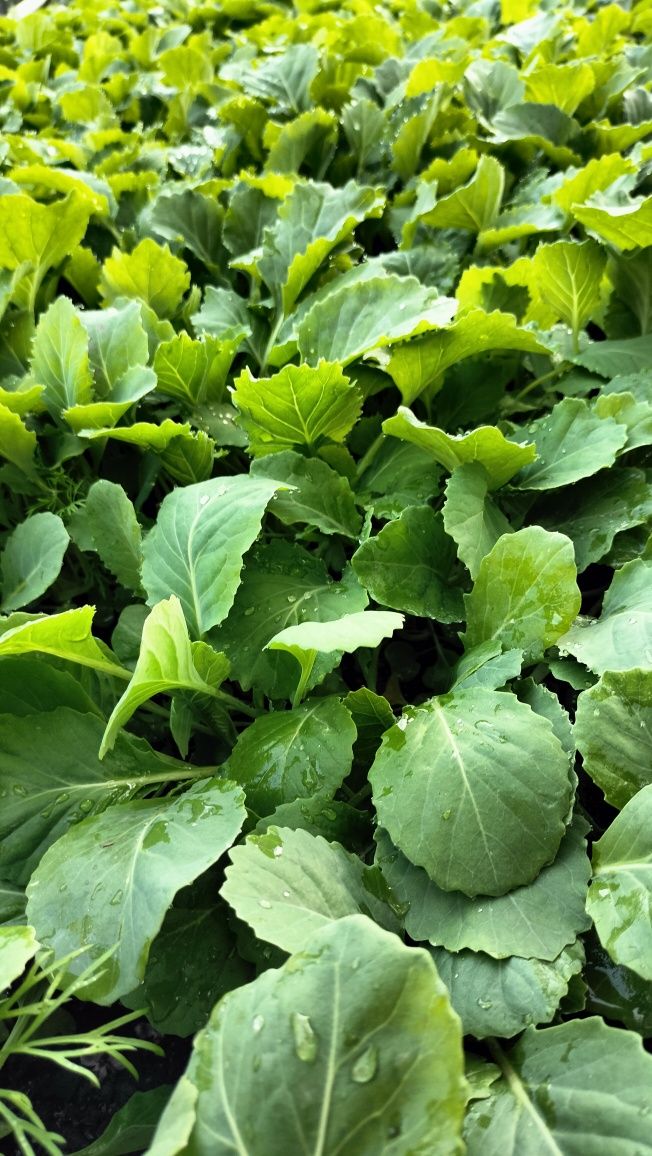 Продам рассаду разных сортов