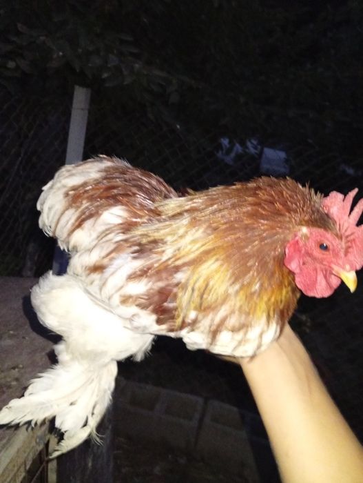 Продам лахманогова карлика