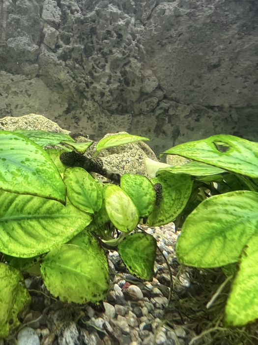 Анцитрус аквариумни рибки