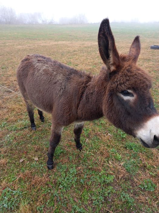 Măgăruș de 1 an – blând și sănătos – 1000 lei