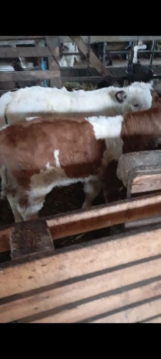 vând doi tăurași de bălțată românească și belgian