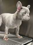 Bulldog francez mascul blue