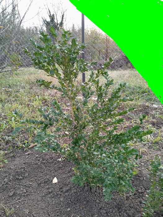 Buxus (tisa) diferite marimi