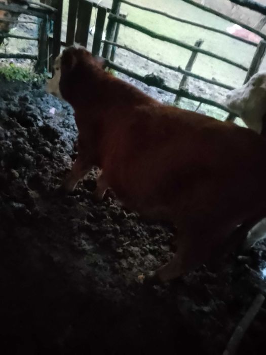 Vând tăuraș  de 4 luni jumate