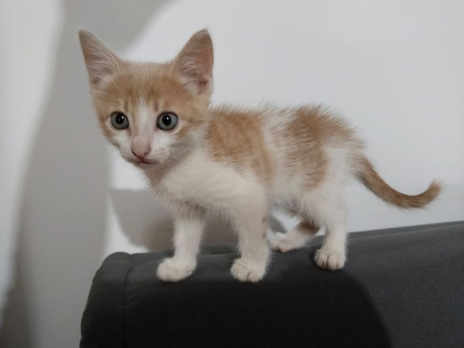 Отдам котенка в хорошие руки