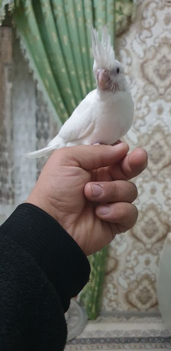 Papugay   karello dubayski ruchnoy 1-maha