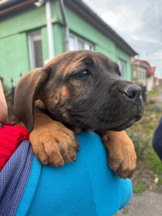 Pui femela  Cane Corso