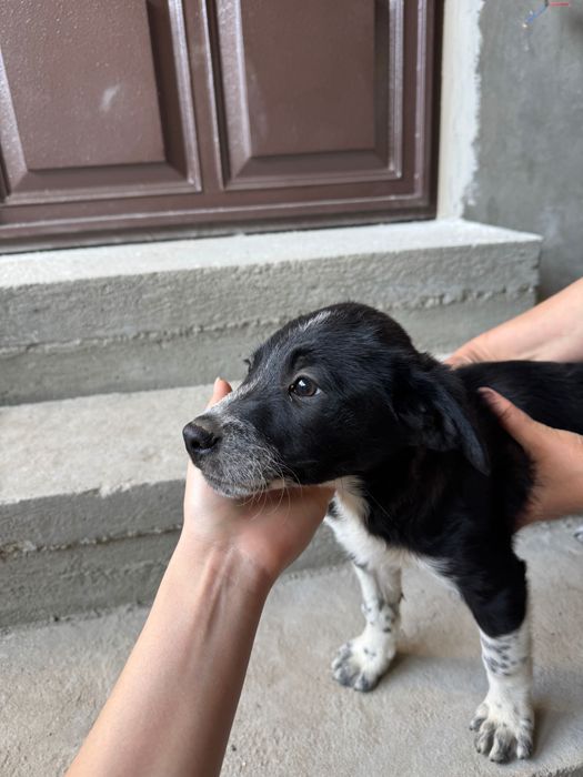 Срочно пристраиваются щенки