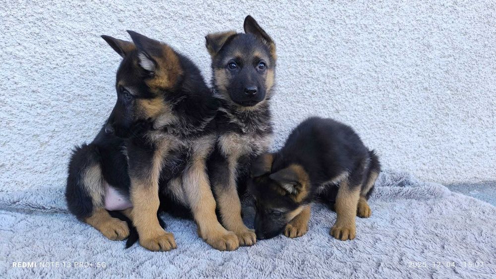 Pui Ciobanesc German