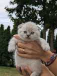 Scotish fold shorthair