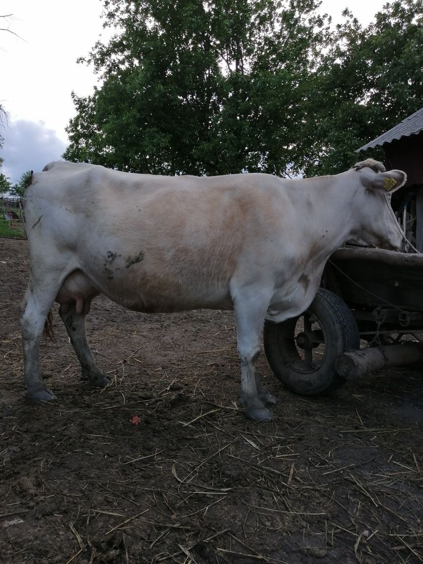 Vacă gestanta de vânzare