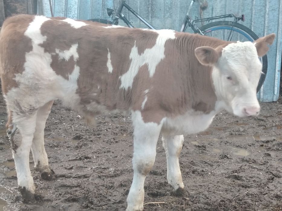 Vând vițel 3luni jumate