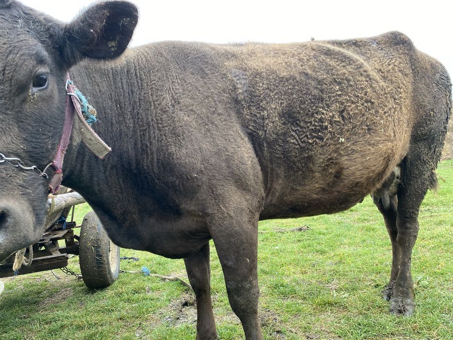 Vand vaca gestanta de tinut nu de abatorizare
