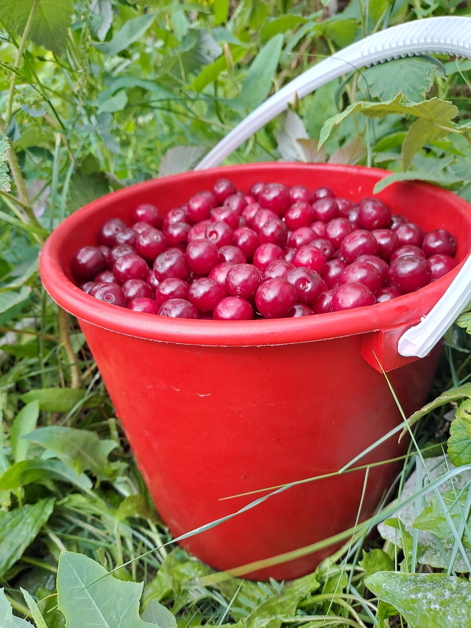 Свежесобранная вишня.