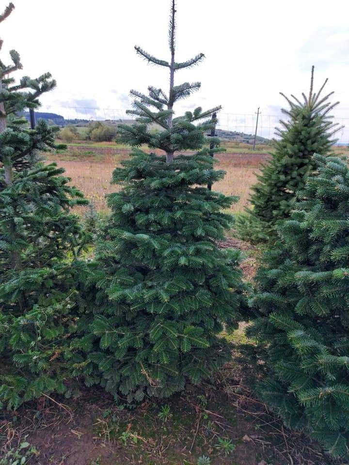 Vând brazi tuia thuja smaragd Magnolia Mesteacăn