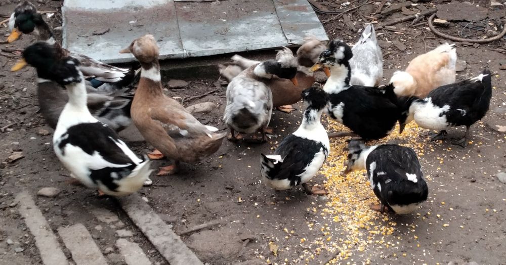 Rate moțate de anul acesta