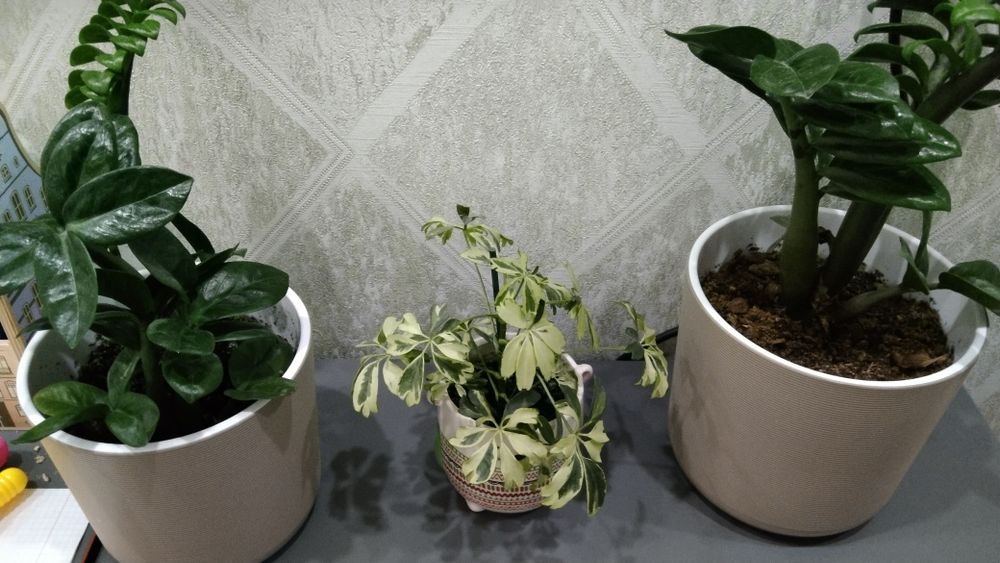 Продам цветы домашние растения