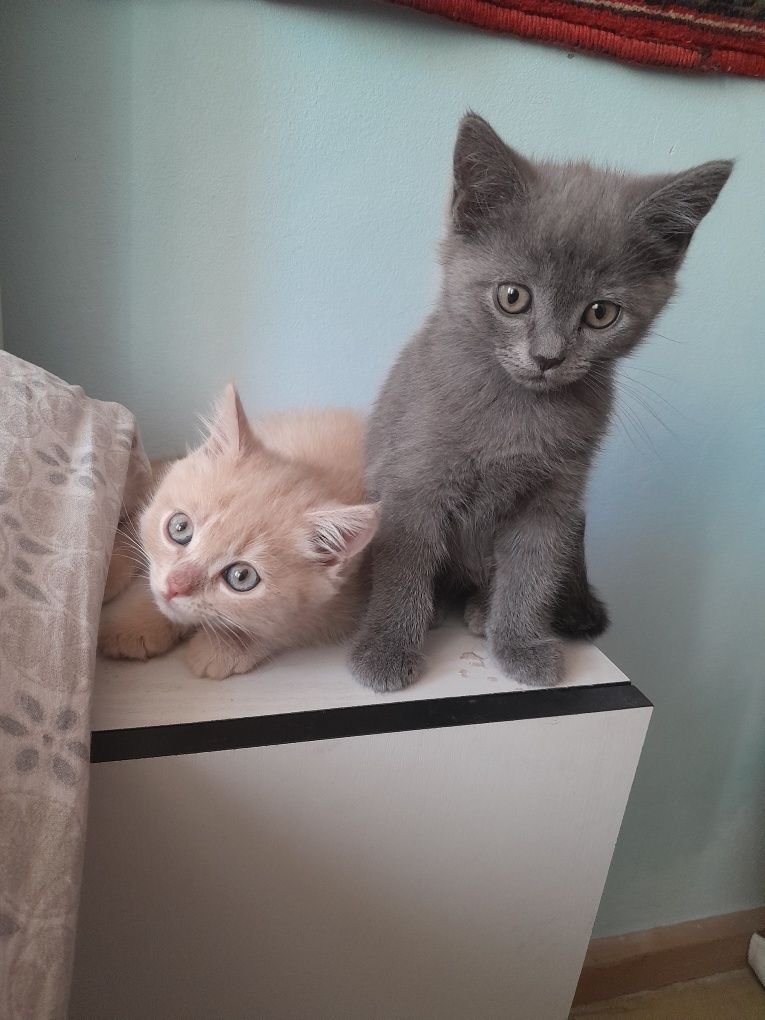 Шотландский Скотиш Страйт