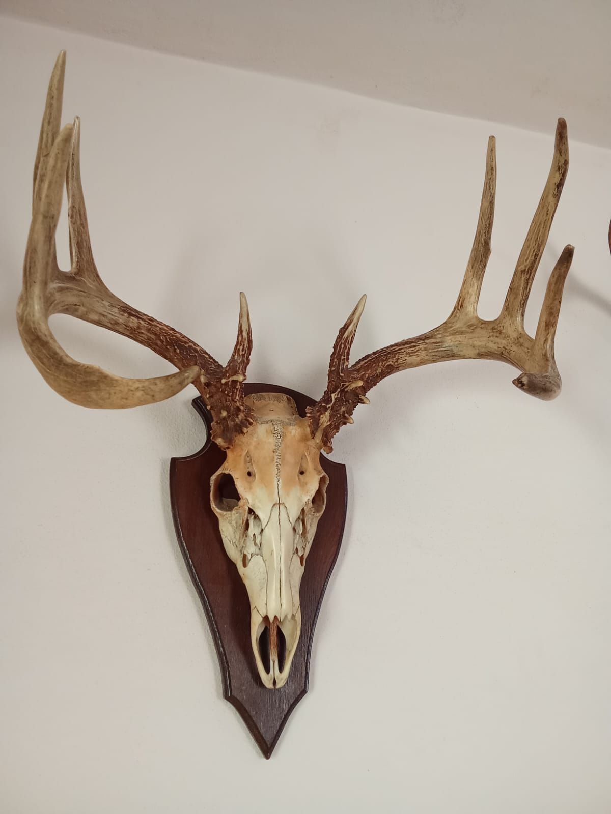 Coarne Cerb ,Trofeu cerb American cu craniu