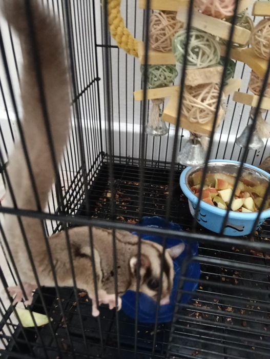 Sugar glider (veverița zburătoare, planor de zahar)