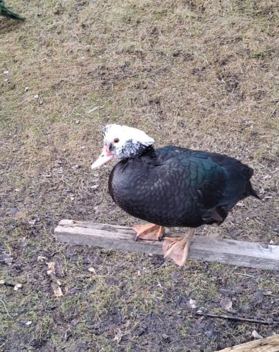 Rațe mute de vânzare