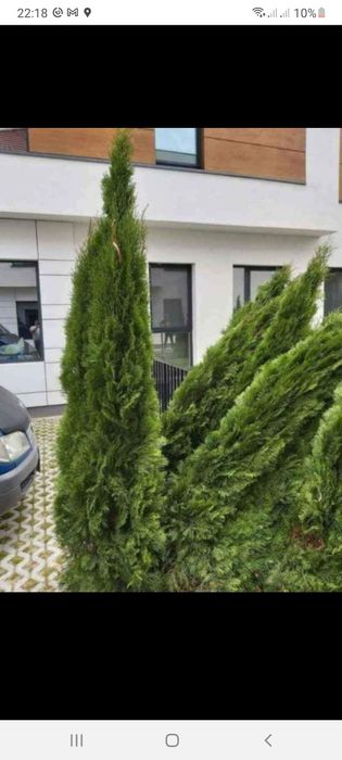 Tuia cu dimensiuni de la 1.20m până la 3m