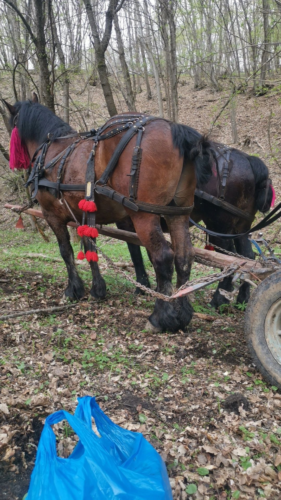 Vând cal de 4 ani garantat și in 1 și în 2
