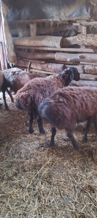 Продам молодых кочкаров на племя