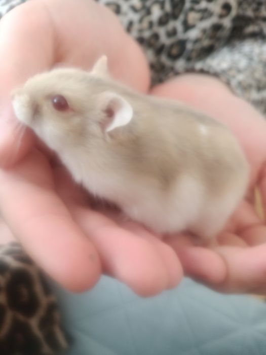 Donez pui de hamsteri